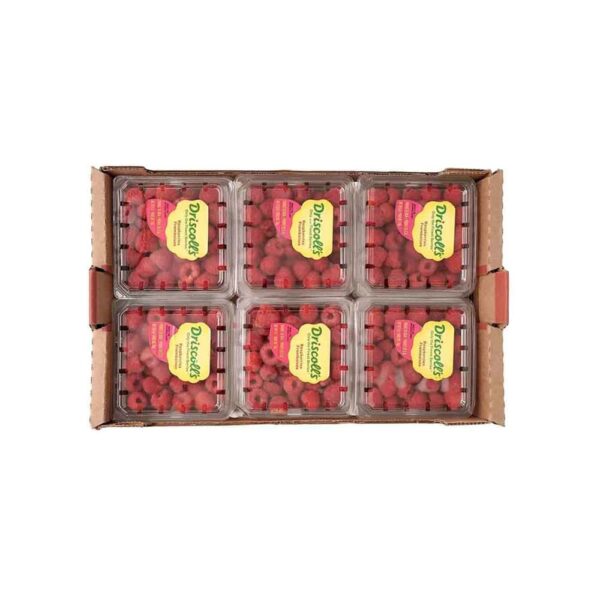 Driscolls Fresh Raspberry 12 Pack x 170g توت العليق الطازج من Driscoll's عبوة 12 × 170 جم