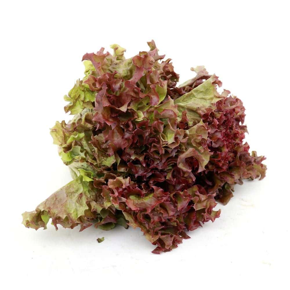 Lollo Rosso Lettuce Qatar 1 Pkt