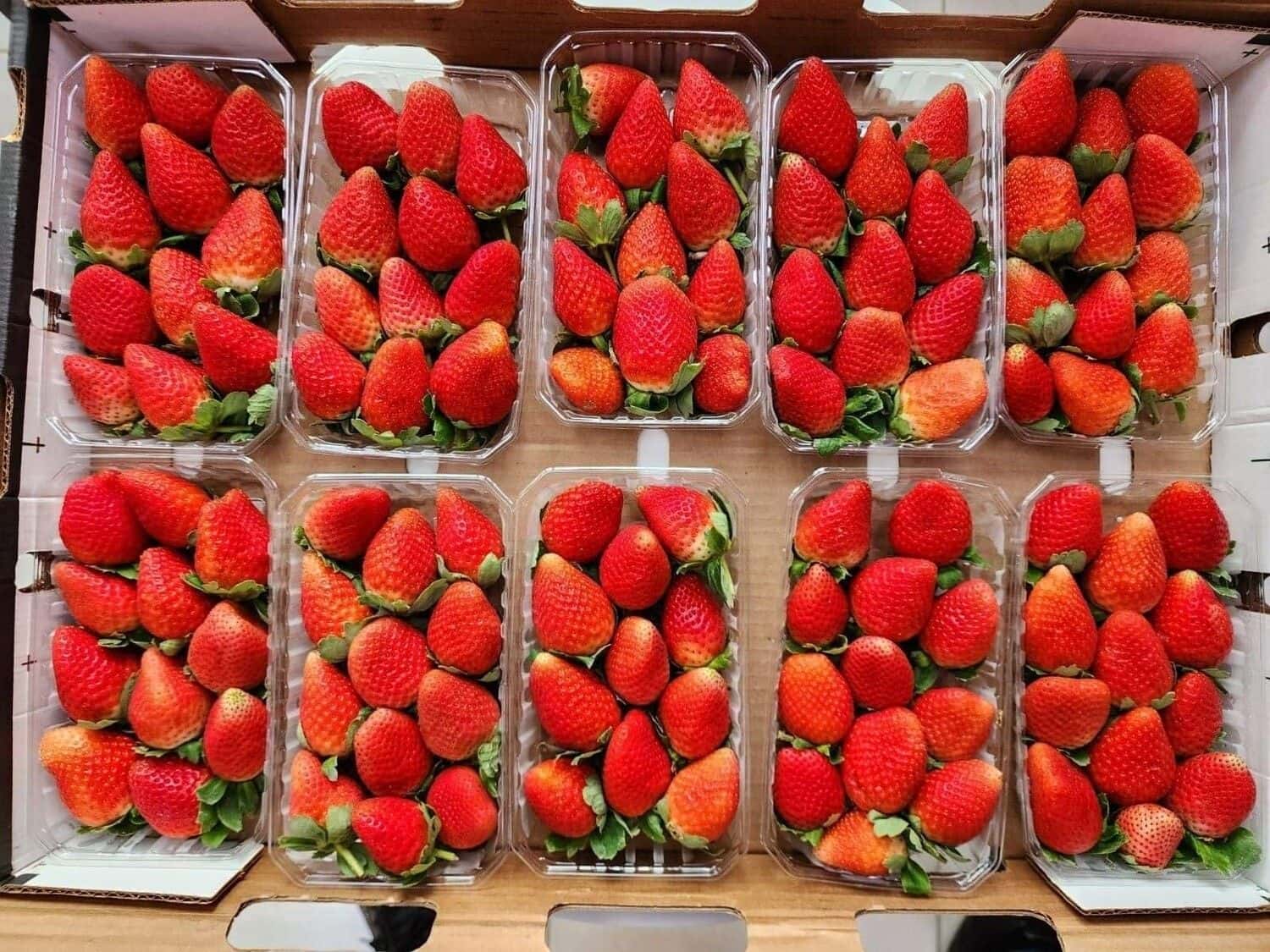 Strawberry Box Approx 250g X 16 Pcs