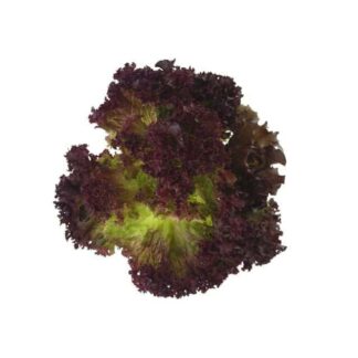 Lollo Rosso Lettuce 10 x 12 Pieces