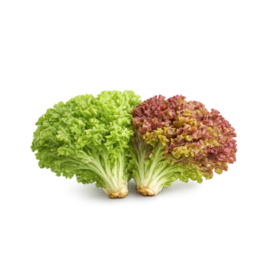 Lettuce